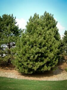 Сосна Чёрная (Pinus Nigra) купить по цене от 270.00р. в интернет-магазине «Посадика» с доставкой почтой в в Семикаракорске и по всей России – [изображение №1].