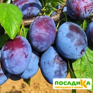 Слива Чачакская ранняя купить по цене от 229.00р. в интернет-магазине «Посадика» с доставкой почтой в в Семикаракорске и по всей России – [изображение №1].