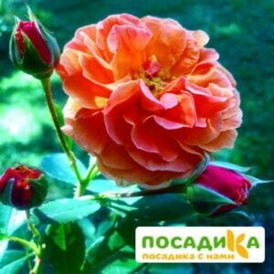 Роза Арабия купить по цене от 350.00р. в интернет-магазине «Посадика» с доставкой почтой в в Семикаракорске и по всей России – [изображение №1].