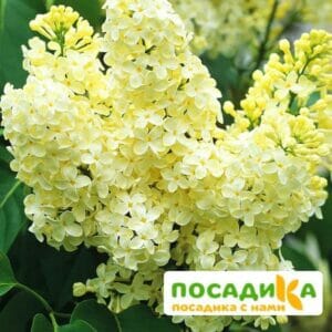 Сирень Примроуз (Primrose) купить по цене от 529.00р. в интернет-магазине «Посадика» с доставкой почтой в в Семикаракорске и по всей России – [изображение №1].