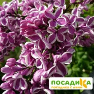 Сирень Сенсация купить по цене от 529.00р. в интернет-магазине «Посадика» с доставкой почтой в в Семикаракорске и по всей России – [изображение №1].