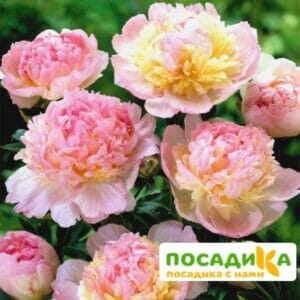 Пион Распберри Сандей (Paeonia Raspberry Sundae) купить по цене от 959р. в интернет-магазине «Посадика» с доставкой почтой в в Семикаракорске и по всей России – [изображение №1].