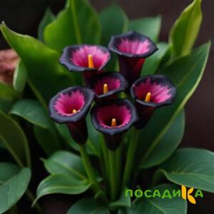Калла Аура Лейс купить по цене от 400р. в интернет-магазине «Посадика» с доставкой почтой в в Семикаракорске и по всей России – [изображение №1].