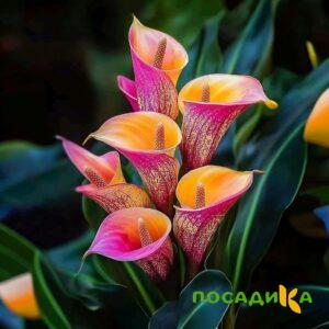 Калла Оникс купить по цене от 450р. в интернет-магазине «Посадика» с доставкой почтой в в Семикаракорске и по всей России – [изображение №1].