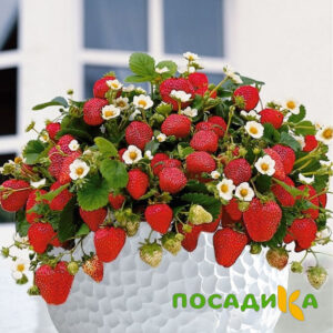 Клубника Рубиновый Шепот (горшечная) купить по цене от 240р. в интернет-магазине «Посадика» с доставкой почтой в в Семикаракорске и по всей России – [изображение №1].