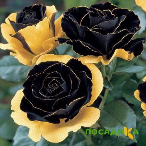 Роза Ханни Сикл купить по цене от 700р. в интернет-магазине «Посадика» с доставкой почтой в в Семикаракорске и по всей России – [изображение №1].