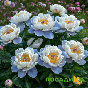 Пион акварельный Этюд купить по цене от 806р. в интернет-магазине «Посадика» с доставкой почтой в в Семикаракорске и по всей России – [изображение №1].