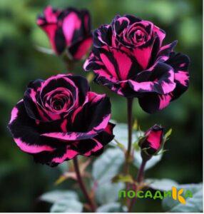 Роза Багровый Шепот купить по цене от 366р. в интернет-магазине «Посадика» с доставкой почтой в в Семикаракорске и по всей России – [изображение №1].
