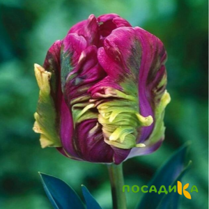 Тюльпан Экзотик Хэвен купить по цене от 186р. в интернет-магазине «Посадика» с доставкой почтой в в Семикаракорске и по всей России – [изображение №1].