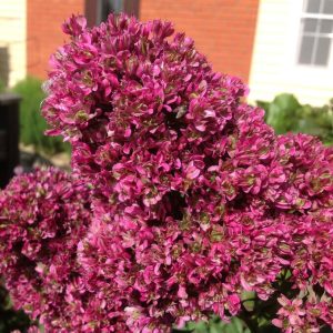 Флокс Филингс купить по цене от 329р. в интернет-магазине «Посадика» с доставкой почтой в в Семикаракорске и по всей России – [изображение №1].