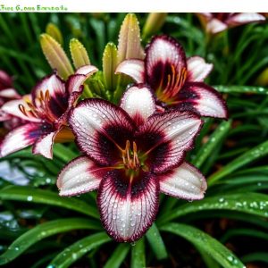 Лилейник Крим Сикл купить по цене от 799р. в интернет-магазине «Посадика» с доставкой почтой в в Семикаракорске и по всей России – [изображение №1].