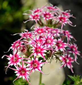 Флокс Метельчатый Путь купить по цене от 456р. в интернет-магазине «Посадика» с доставкой почтой в в Семикаракорске и по всей России – [изображение №1].