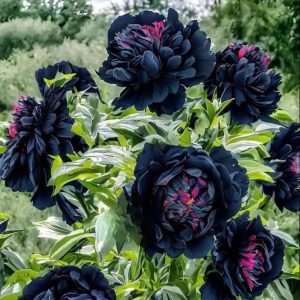 Пион древовидный Сердце Афродиты купить по цене от 600р. в интернет-магазине «Посадика» с доставкой почтой в в Семикаракорске и по всей России – [изображение №1].