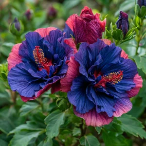 Гибискус Роуз Шайн купить по цене от 360р. в интернет-магазине «Посадика» с доставкой почтой в в Семикаракорске и по всей России – [изображение №1].