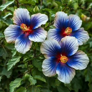 Гибискус Илюжн Вилью купить по цене от 259р. в интернет-магазине «Посадика» с доставкой почтой в в Семикаракорске и по всей России – [изображение №1].