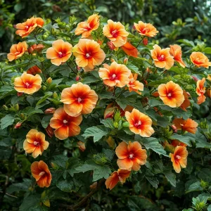 Гибискус Кристал Рэй купить по цене от 458р. в интернет-магазине «Посадика» с доставкой почтой в в Семикаракорске и по всей России – [изображение №1].