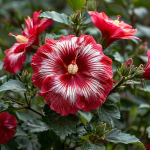 Гибискус Пурпл Мистик купить по цене от 360р. в интернет-магазине «Посадика» с доставкой почтой в в Семикаракорске и по всей России – [изображение №1].