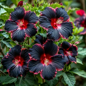 Гибискус садовый Файер Дэнсер купить по цене от 450р. в интернет-магазине «Посадика» с доставкой почтой в в Семикаракорске и по всей России – [изображение №1].