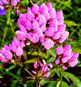 Флокс Бутоник купить по цене от 461р. в интернет-магазине «Посадика» с доставкой почтой в в Семикаракорске и по всей России – [изображение №1].