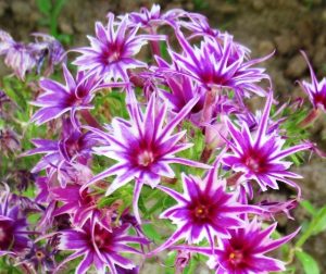 Флокс Звездное Кружево купить по цене от 361р. в интернет-магазине «Посадика» с доставкой почтой в в Семикаракорске и по всей России – [изображение №1].