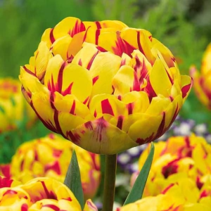 Тюльпан махровый Голден Ницц купить по цене от 361р. в интернет-магазине «Посадика» с доставкой почтой в в Семикаракорске и по всей России – [изображение №1].