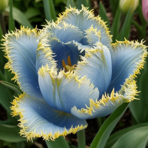 Тюльпан Махровый Амплуа купить по цене от 199р. в интернет-магазине «Посадика» с доставкой почтой в в Семикаракорске и по всей России – [изображение №1].